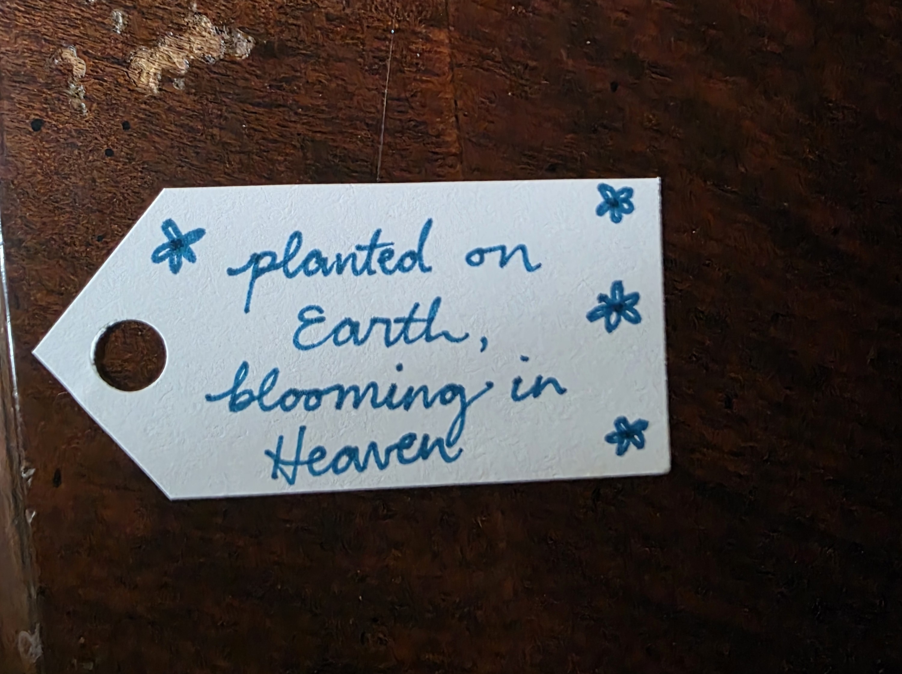 Step 8 of Seed Packet